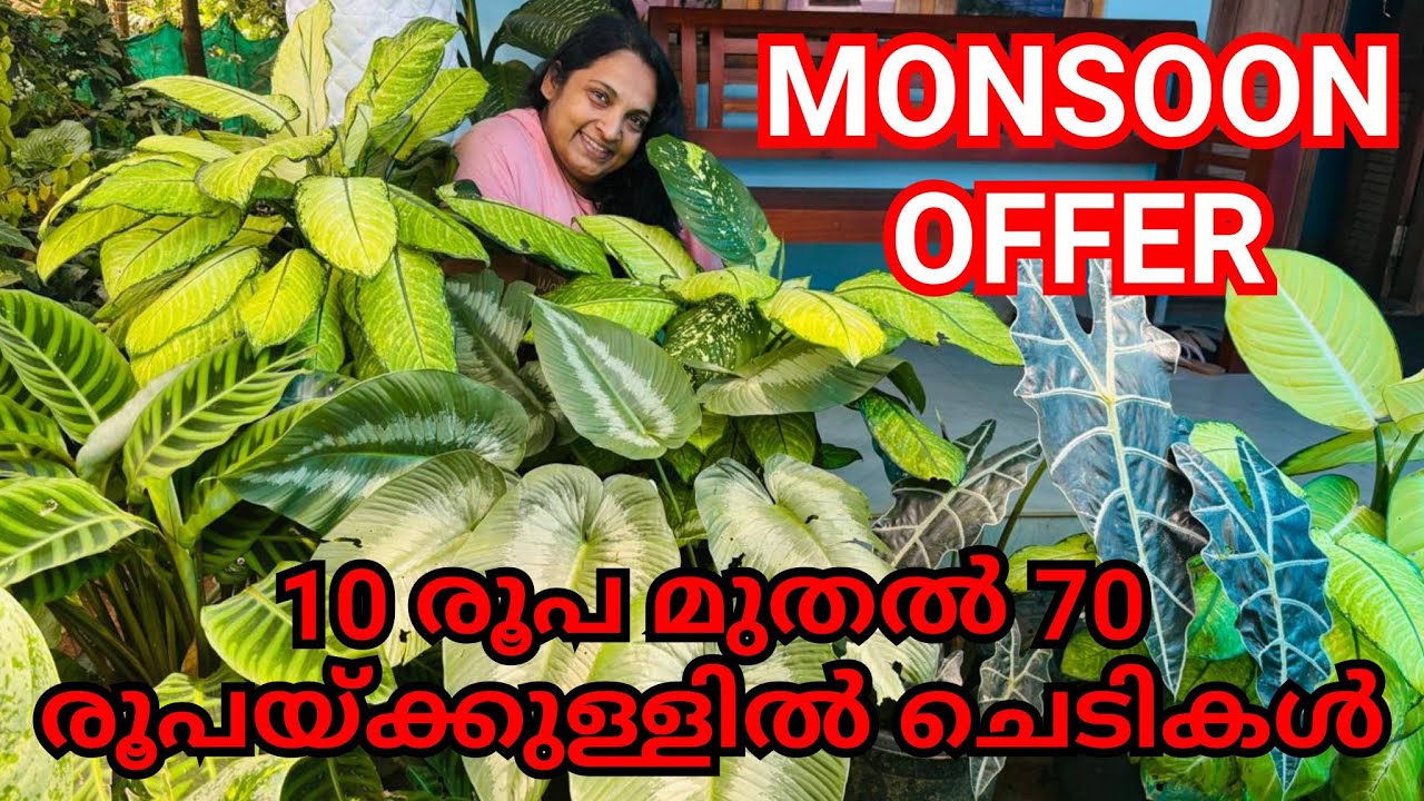 Anthurium,Begonia,Hanging plants,Coleus etc...for sale/Offer sale plants/Plant's for sale malayalam
