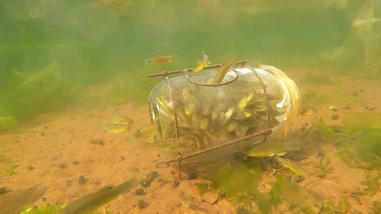 What Happens Inside a Fish Trap? (Real Underwater Footage)