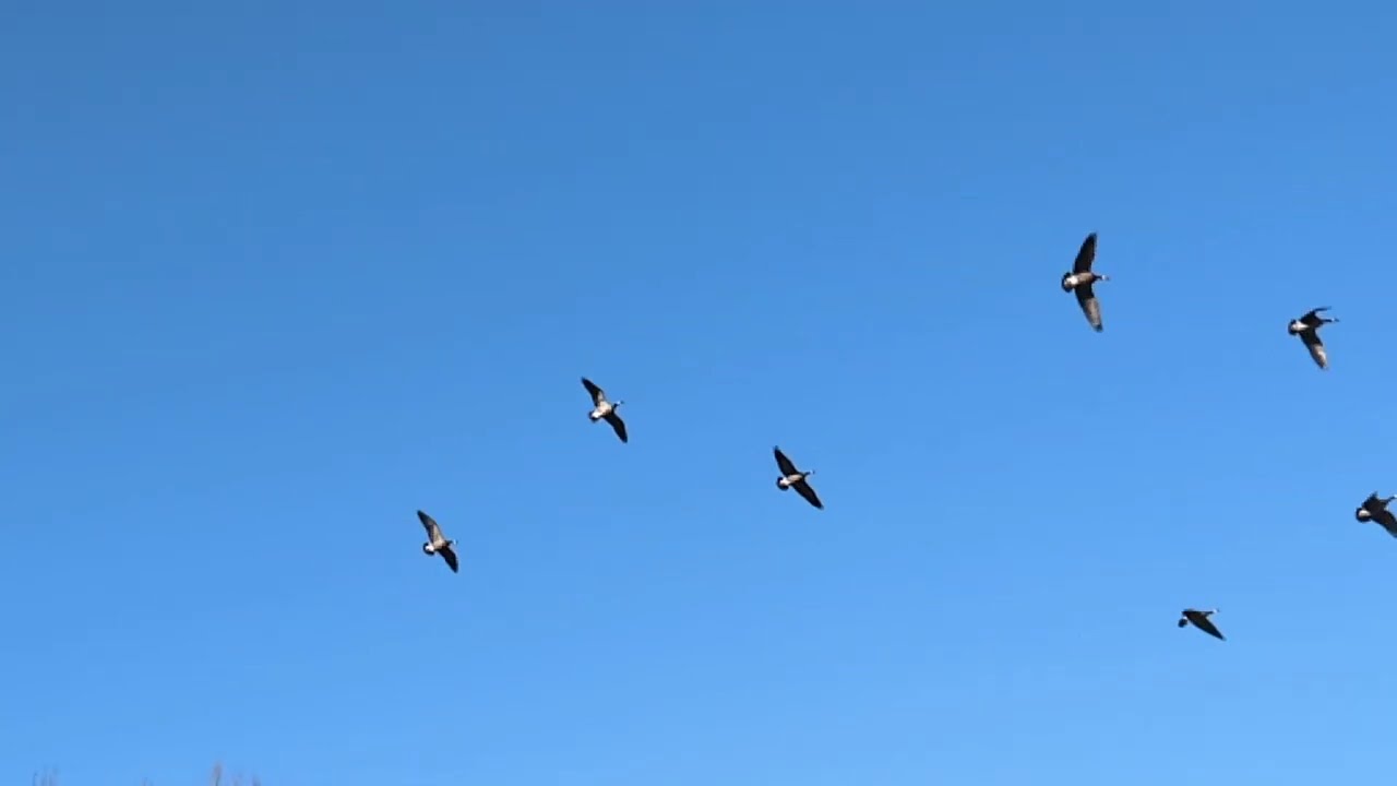 A skein of Canada geese in flight under blue sky 