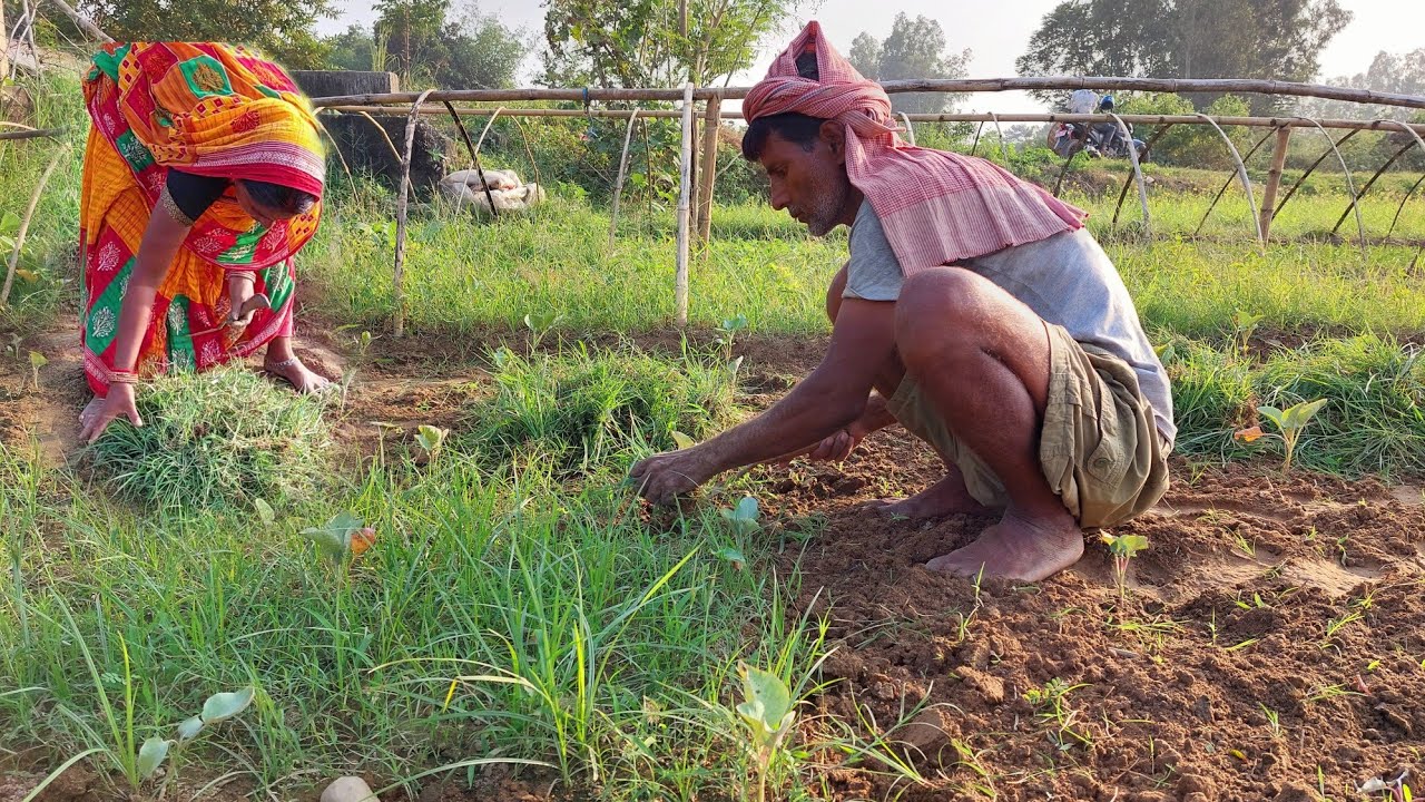amazing farming life in terai Region of nepal | rural life nepal | #villagelife #farming