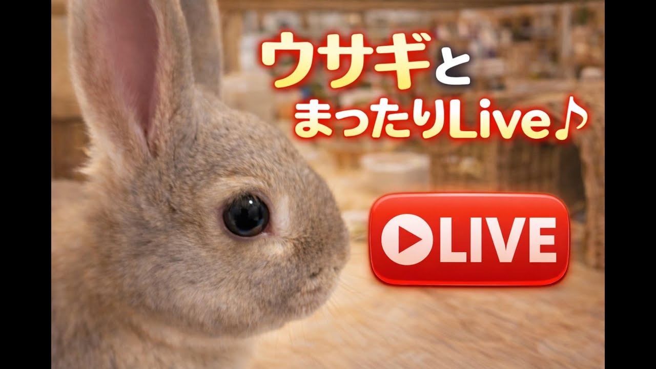 【お留守番🐰】今日も元気にがんばるうさぎ / Rabbit MIMI のライブ配信 2026/03/06