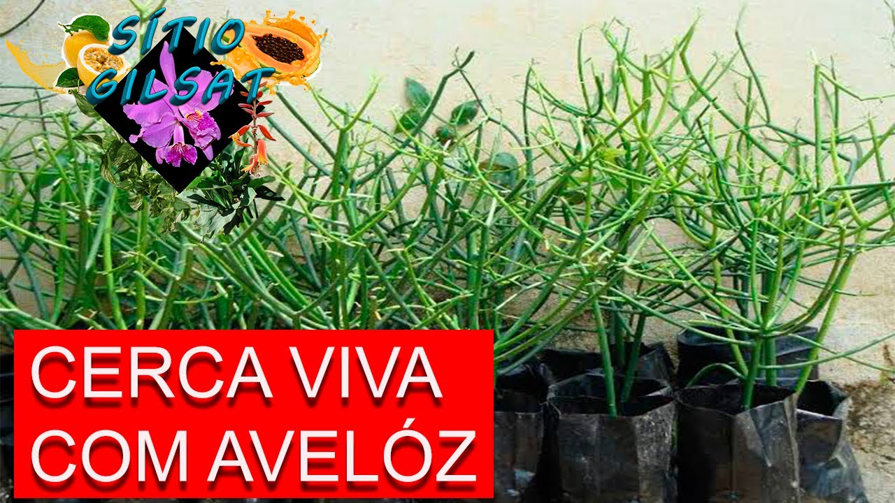 Cerca Viva Com Avelós