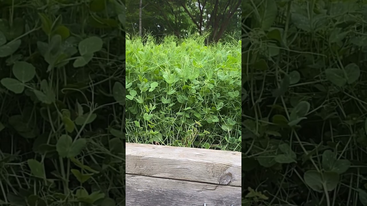 Plant directly into your cover crop! #permaculture #nodig #notill #biomass