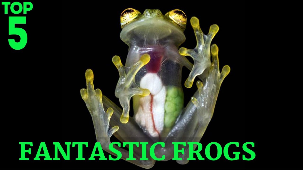 Top 5 Coolest Looking Frogs For World Frog Day!