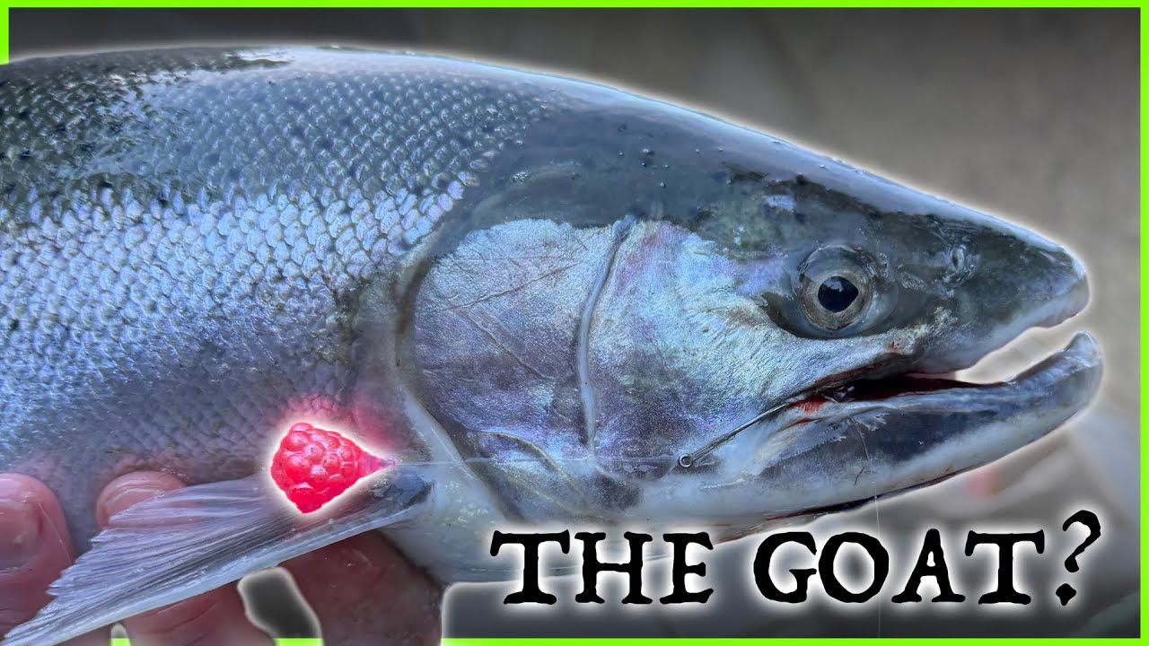 Winter Steelhead Beatdown | Centerpin Bobber Downs | OG Clusters