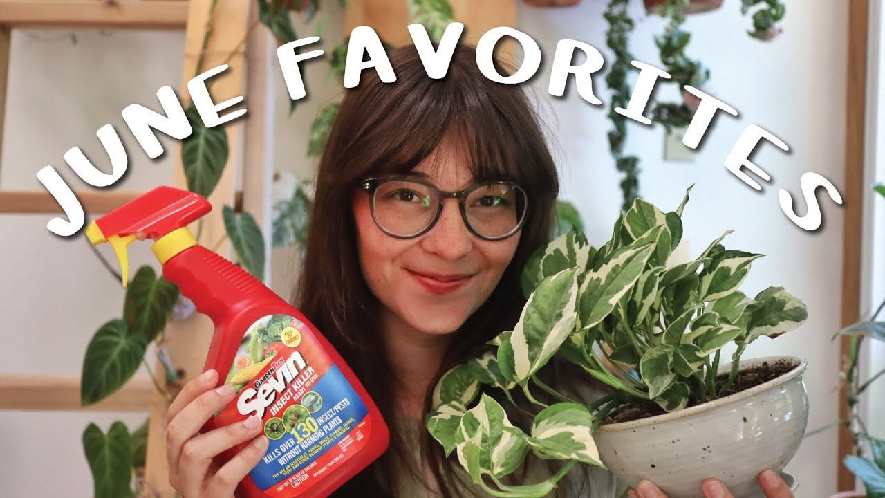 June Houseplant Favorites! pest control, anthurium veitchii, & plants on planks