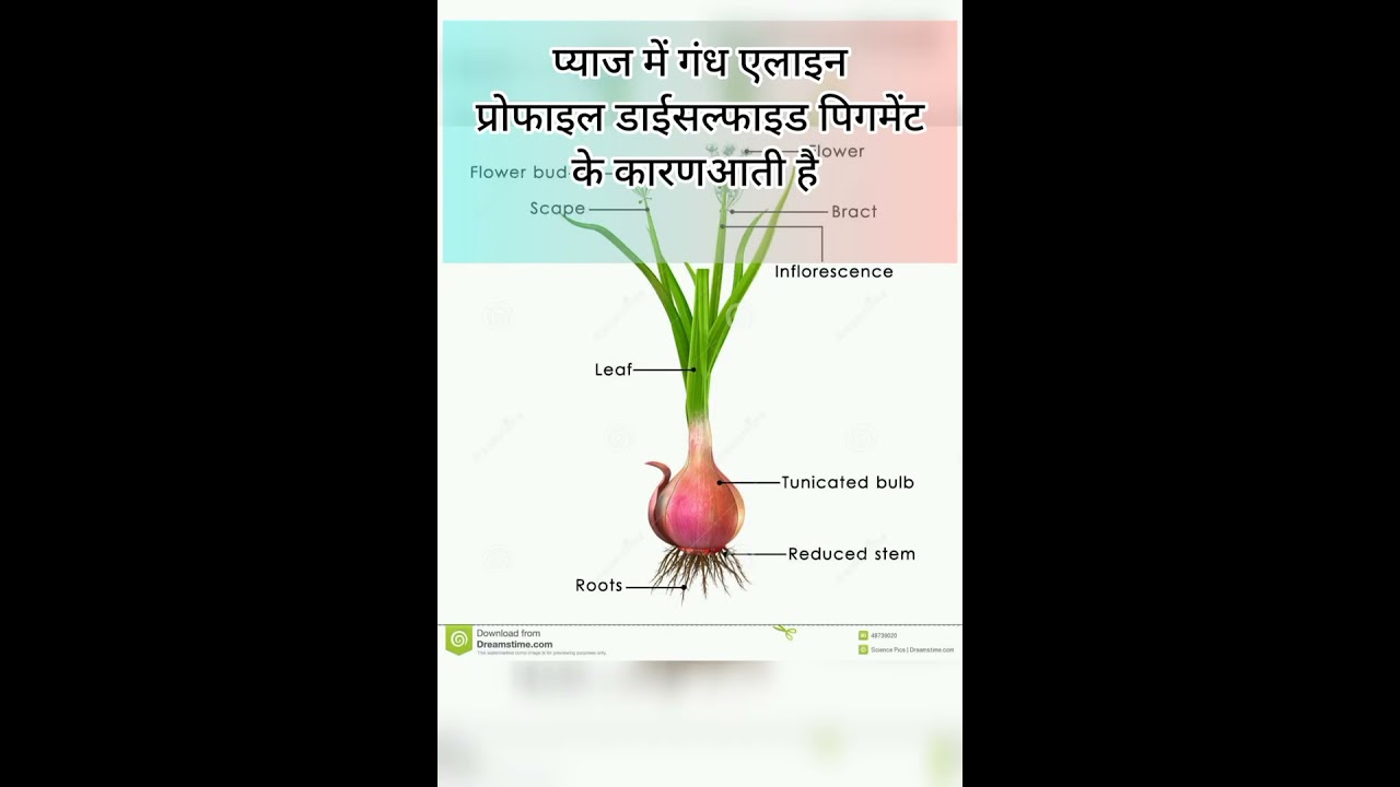 onion प्याज में गंध किसके कारण आती है
