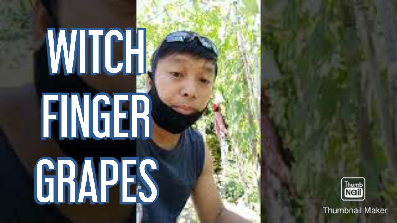 Grapes Witch Finger to Baikunor