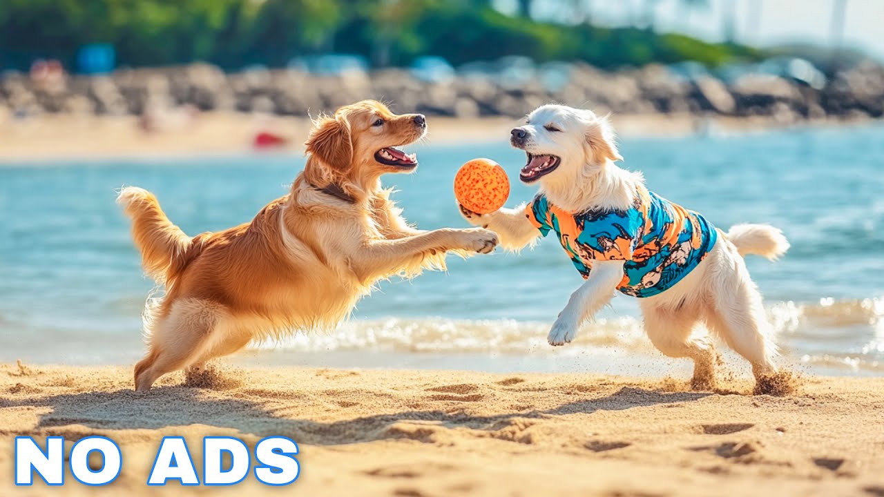 12 Hours of Dog Calming Music for Anxiety 💖 Anti Separation Anxiety Relief Music 🐶🎵 dog music