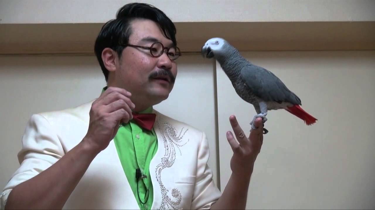 天才インコ　加藤君