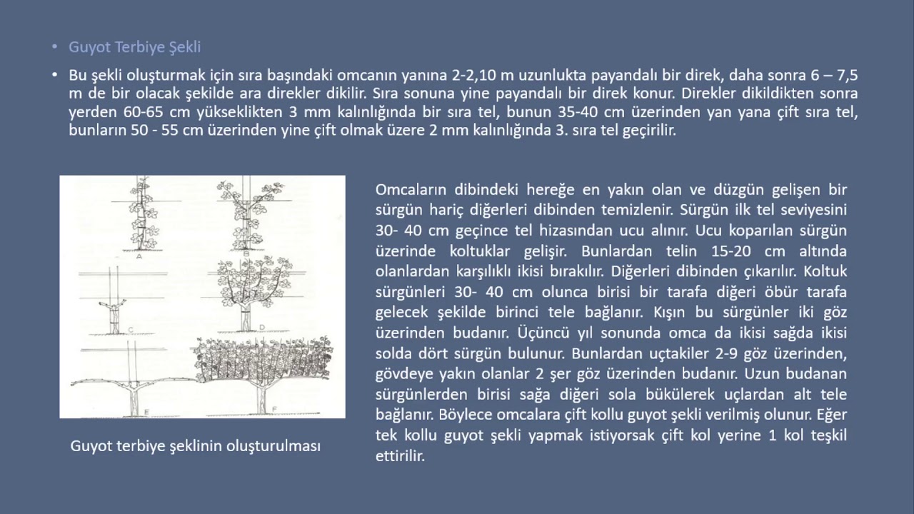 ÇİFT KOLLU KORDON TERBİYE UYGULAYACAĞIMIZ BİR BAĞDA DAYANAK SİSTEMİ NASIL TESİS EDİLİR