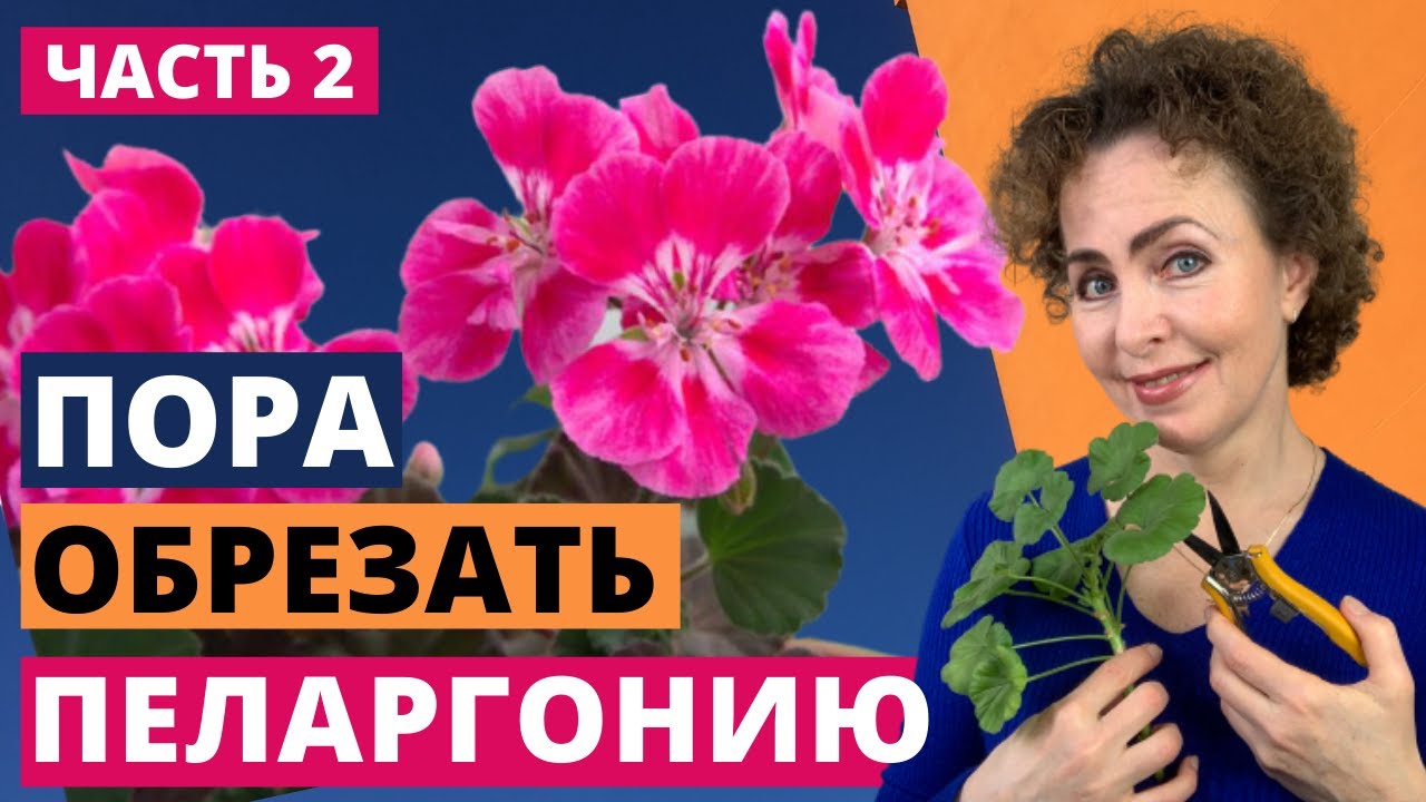 Черенкование Пеларгонии. Пеларгония уход и размножение.