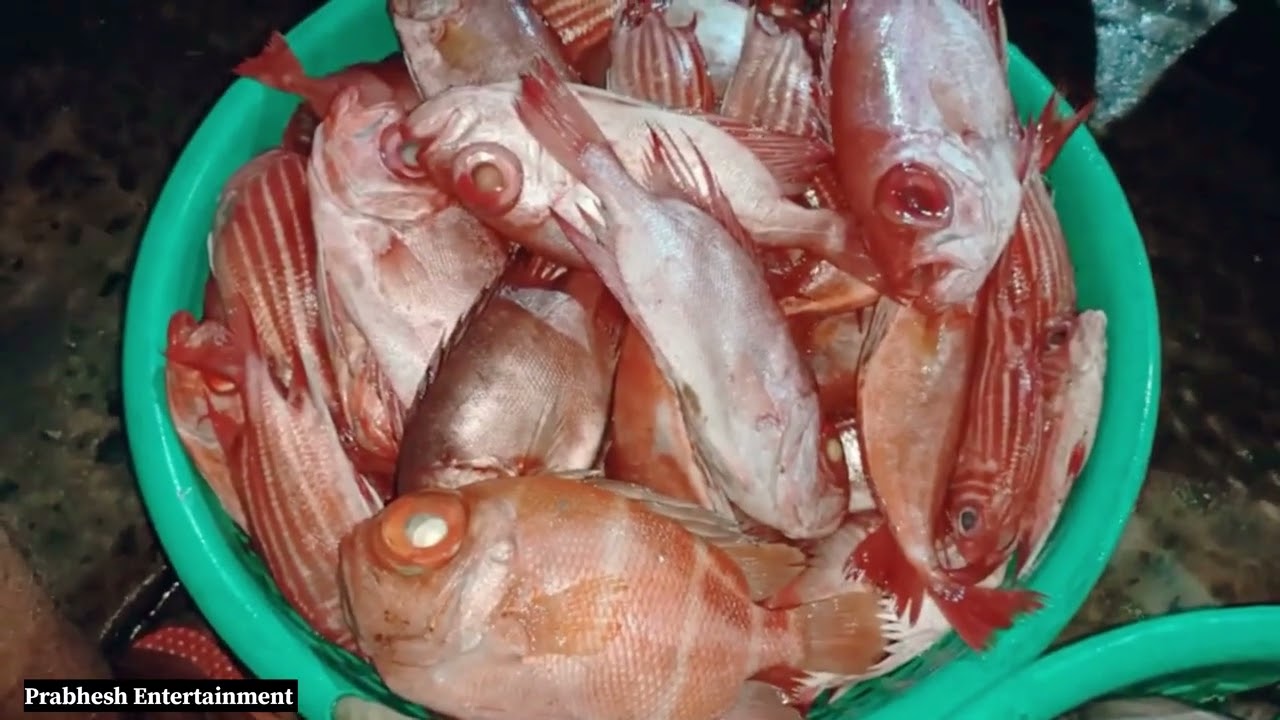 Nagapattinam Fish Market Fresh Fish #nagapattinam #fishmarket #harbor #fishvideo #fishshop