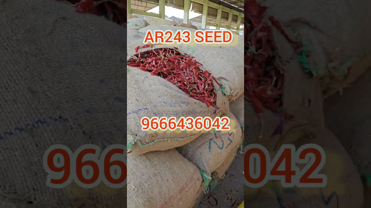 12/03/2026 MIRCHI MARKET TOTAL UPDATES #chiliseeds #mirchi #tsfarmers #shorts