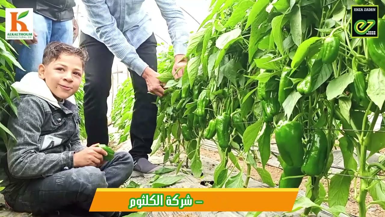 حلقه عن فلفل جميلة شركة الكلثوم