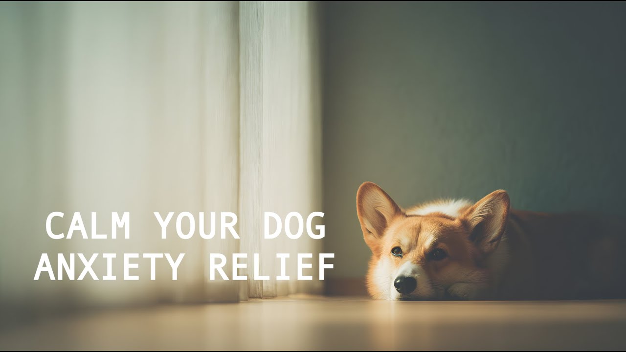 4 Hours Calming Music for Dogs with Anxiety | Dog Calm Collective