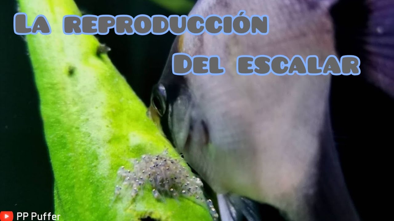 La Reproducción Del Pez Ángel Escalar