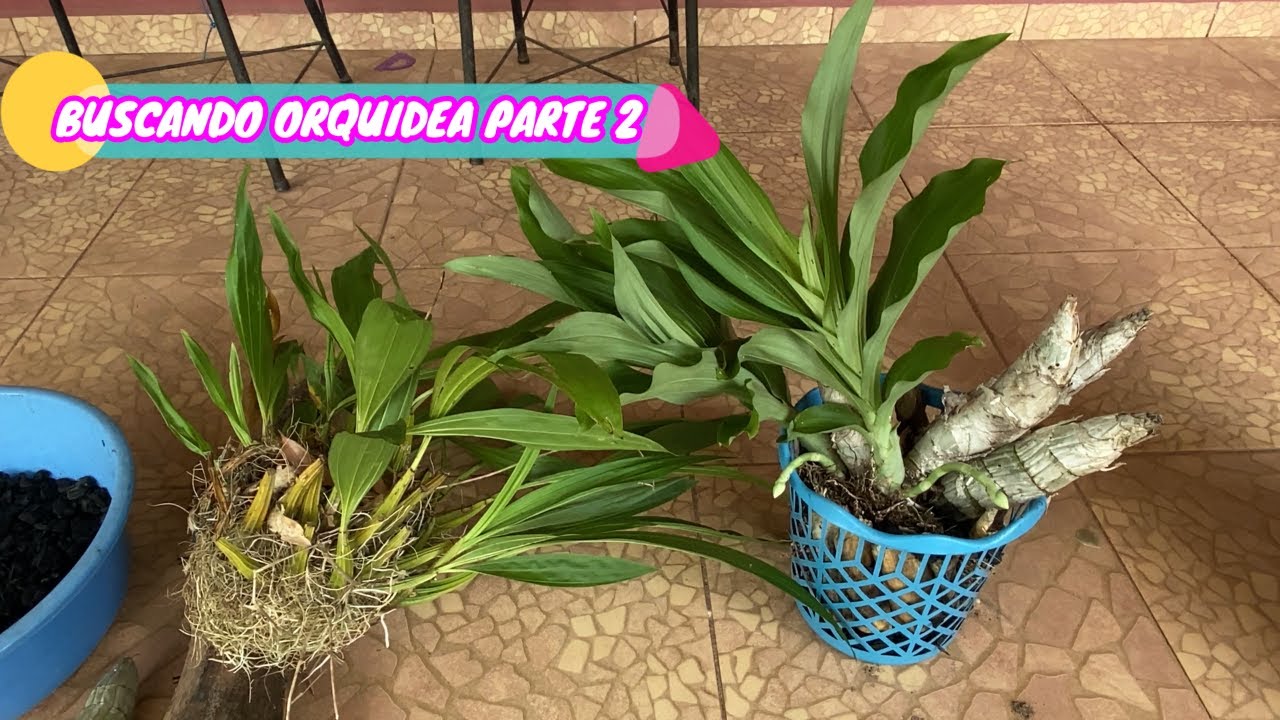 SIEMBRA Y REPRODUCCION DE ORQUIDEAS ENCONTRADAS EN EL BOSQUE. ORQUIDEA CATASETUM