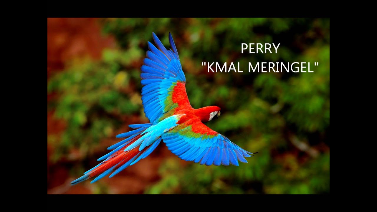 PERRY 