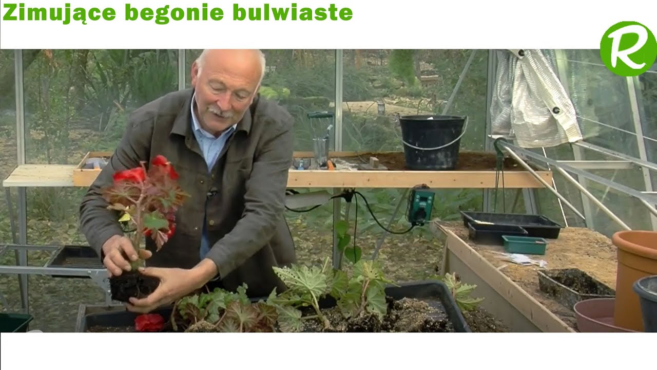 Przechowywanie begonii bulwiastych zimą 🌸