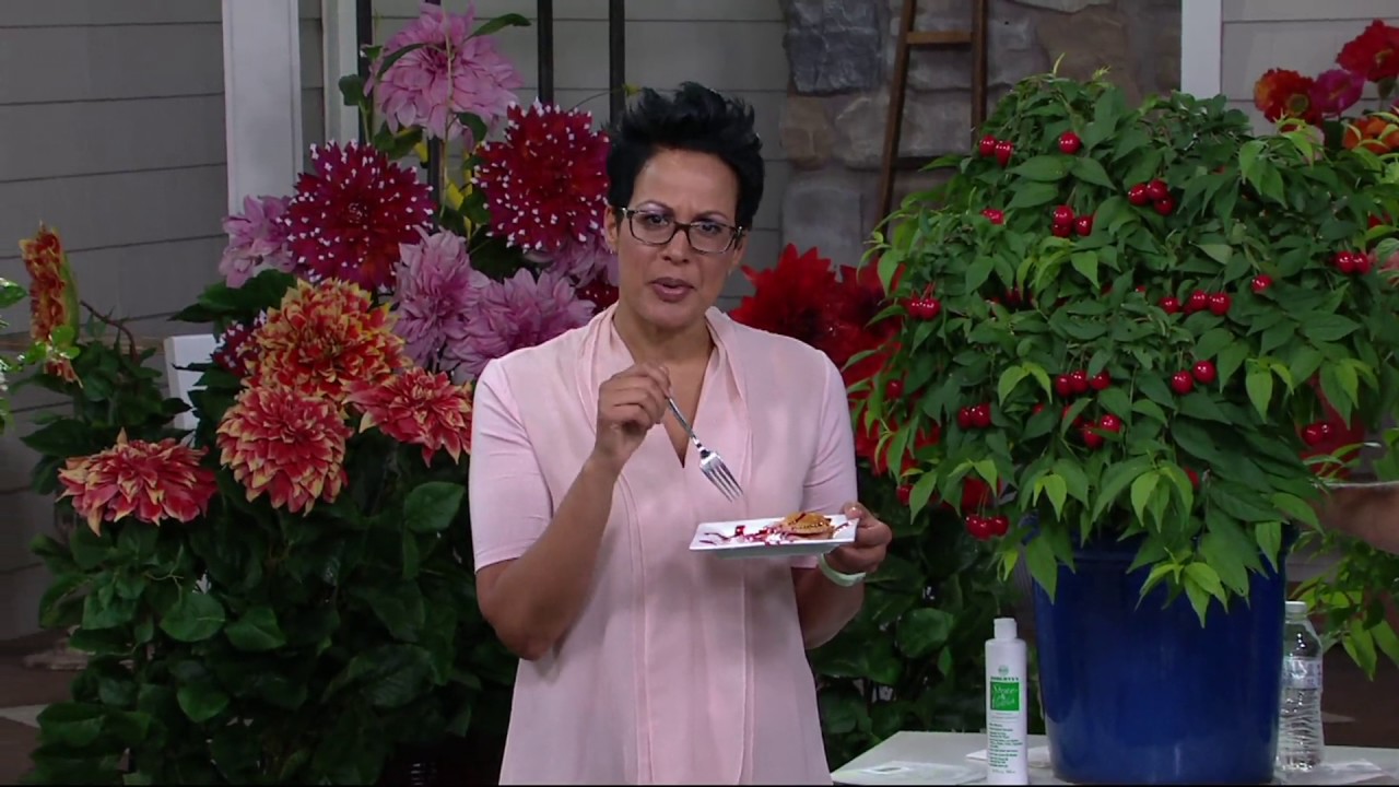 Roberta's 1-piece Hardy Joel Cherry Bush on QVC