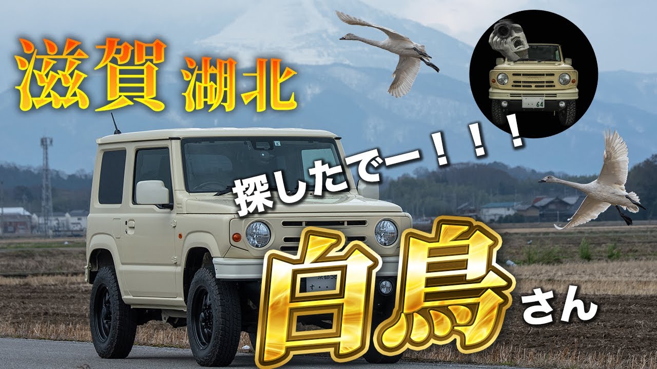 遂に見つけた！白鳥たち！今年はジムニーで探しまわる羽目になるとは