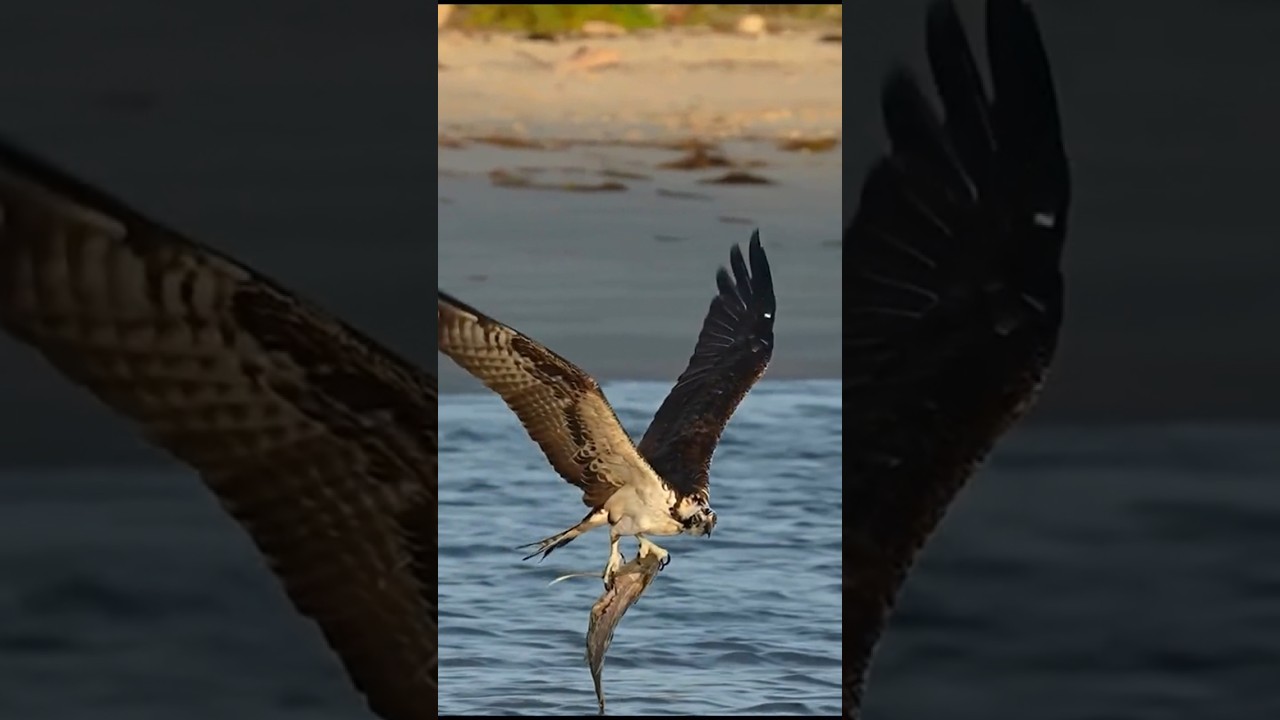 Eagle's Perfect Catch at the Dam #EagleHunting #FishingBird