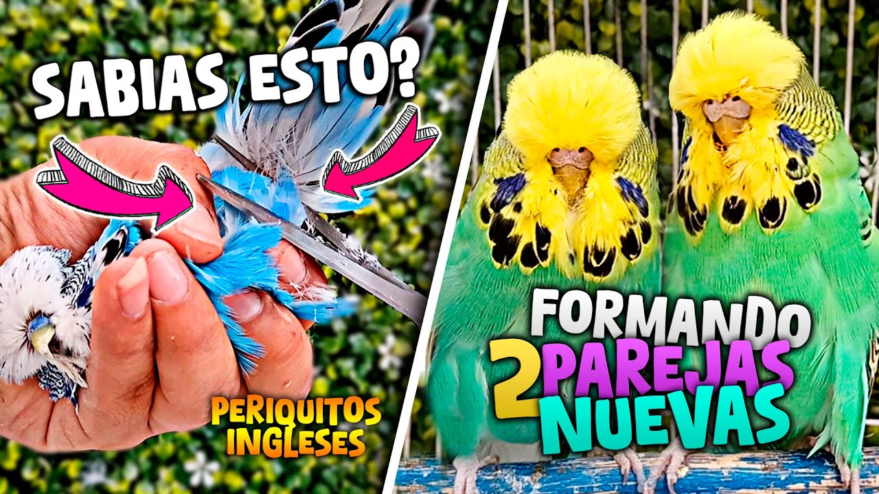 FORMULA EFECTIVA PARA REPRODUCIR PAREJA DE PERICOS INGLESES | #budgie | #periquitos #periquitoingles