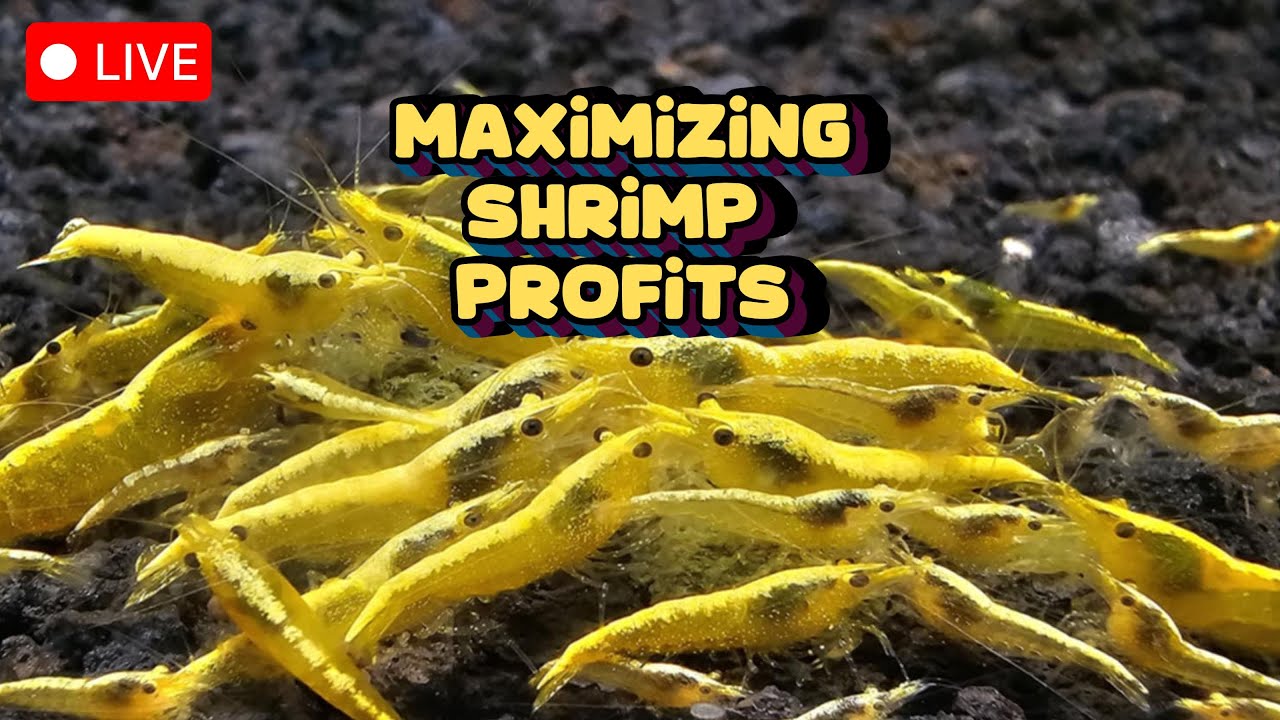 Maximizing Shrimp Profits