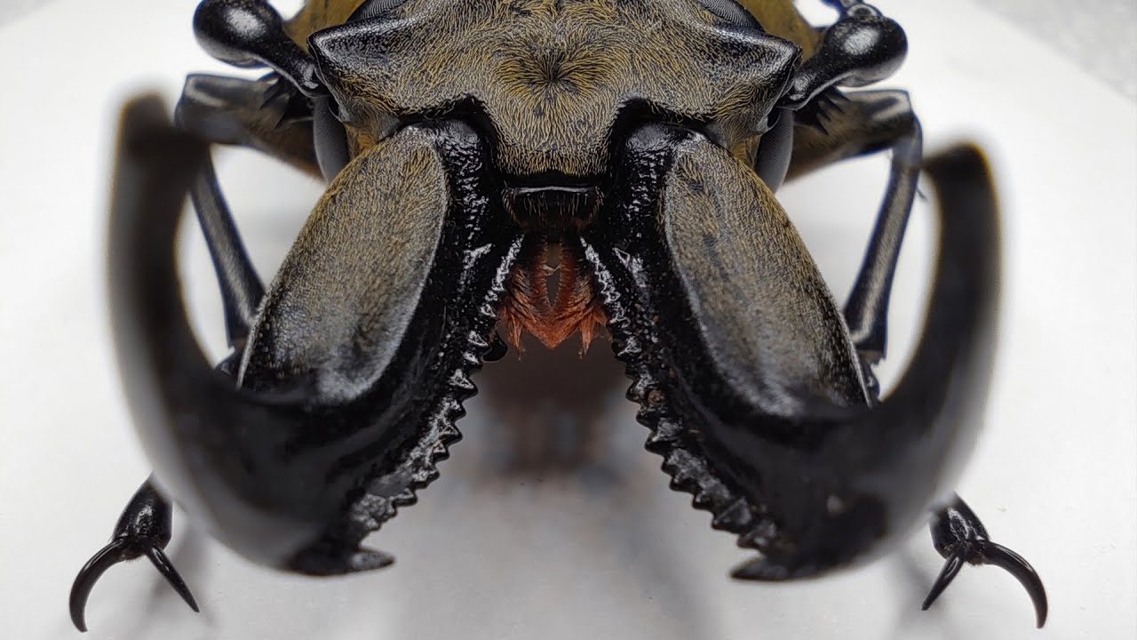 Beetles of the Unusual: A Close-Up Look at Bizarre Specimens