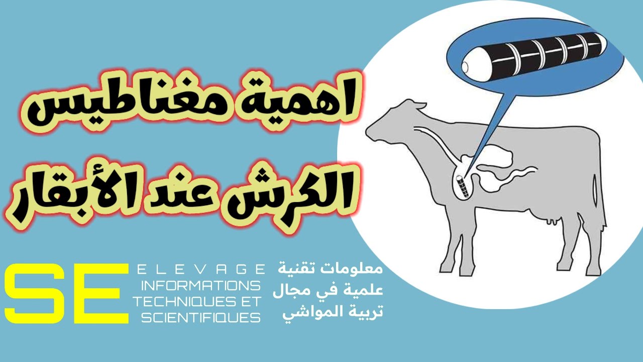 اهمية مغناطيس الكرش عند الابقار
