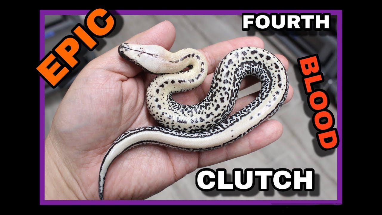 Druid x Magpie Batik Blood Python Clutch!