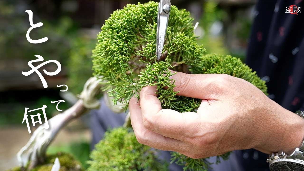 【真柏】「とや」って何？真柏の夏前にする作業【盆栽Q】