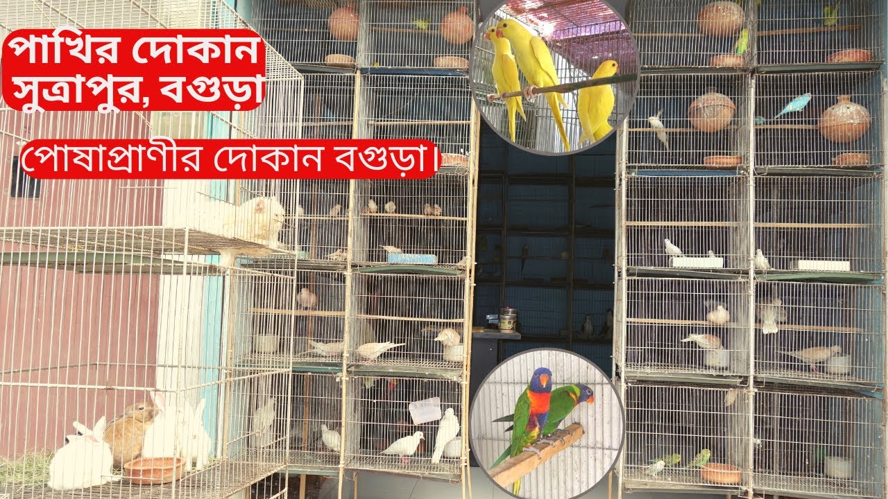 বগুড়া পাখির দোকান || Bird shop Bogura