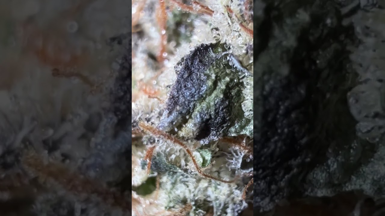 Grease Monkey