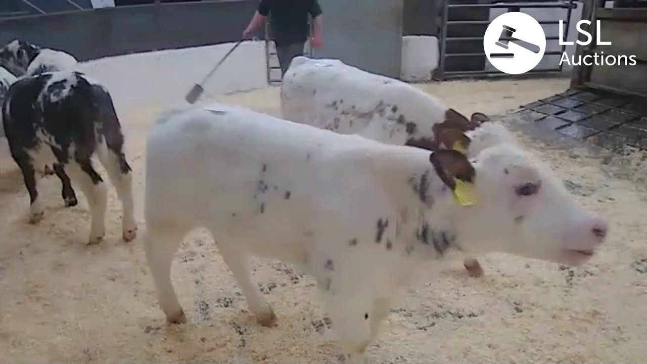 LSL Auctions - 6 smashing Belgian Blues at Castleisland Livestock Mart made €550 - LSLAuctions.com
