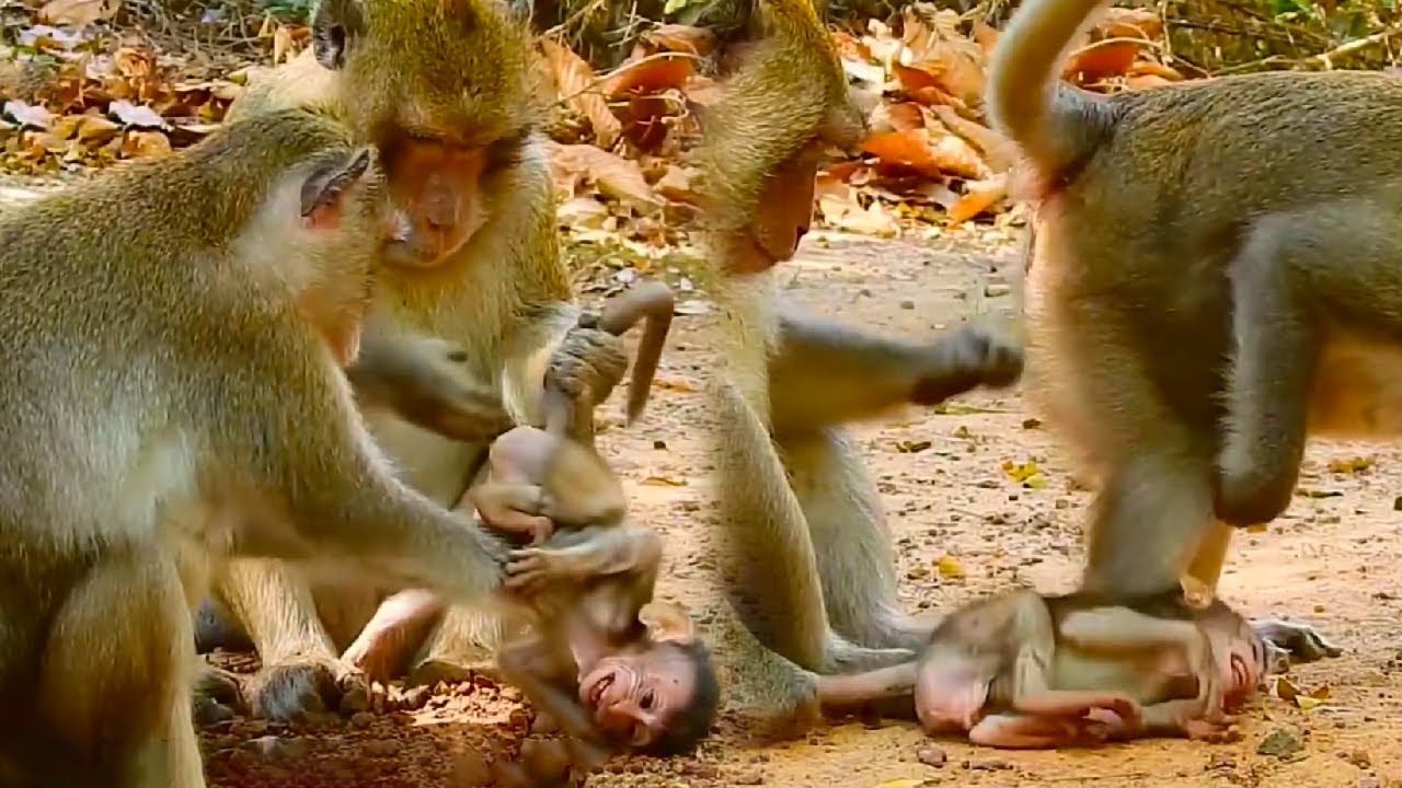 The poor baby monkey is being bullied by the evil adult monkey. Where is the mother monkey?