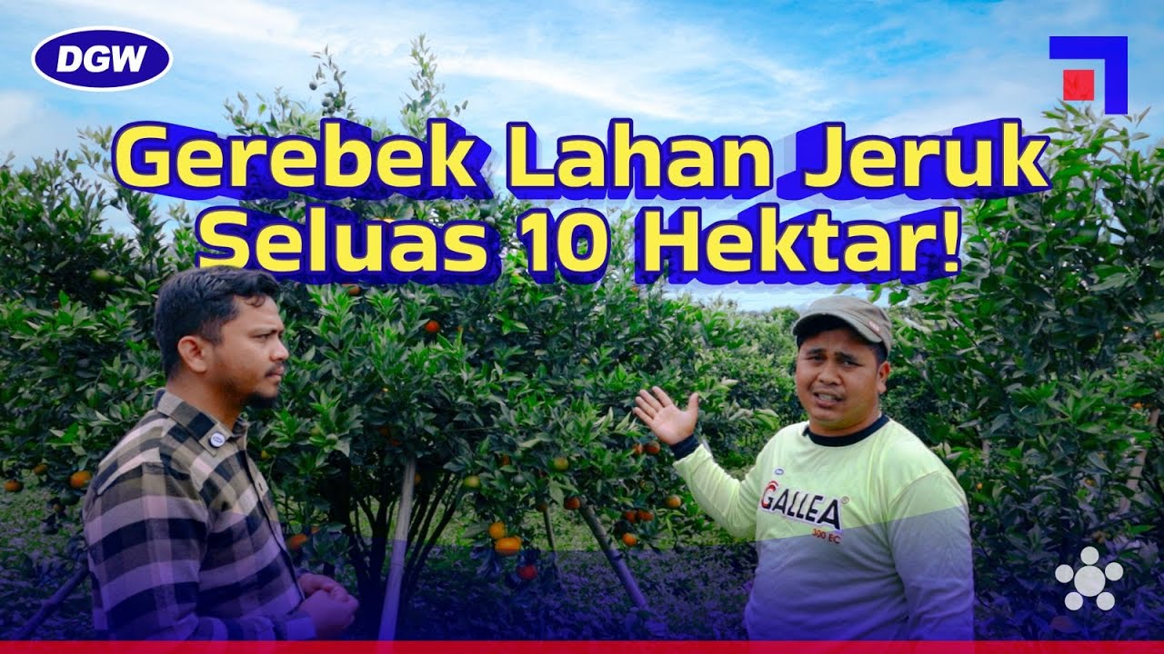 CAPAI RATUSAN TON SEKALI PANEN JERUK, INI RAHASIANYA!