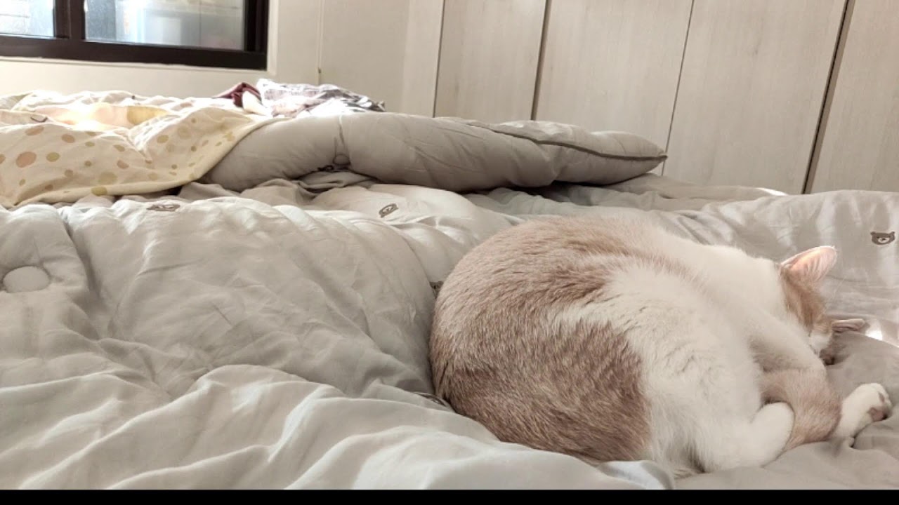 🐱🐱🐱 cat live stream 貓貓直播 猫のライブ