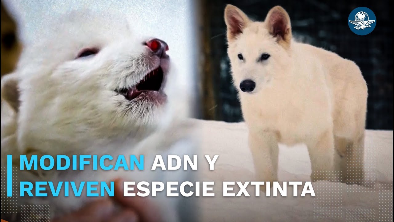¡Increíble! Ciencia y genética reviven Lobo Terrible, especie extinta hace 10 mil años