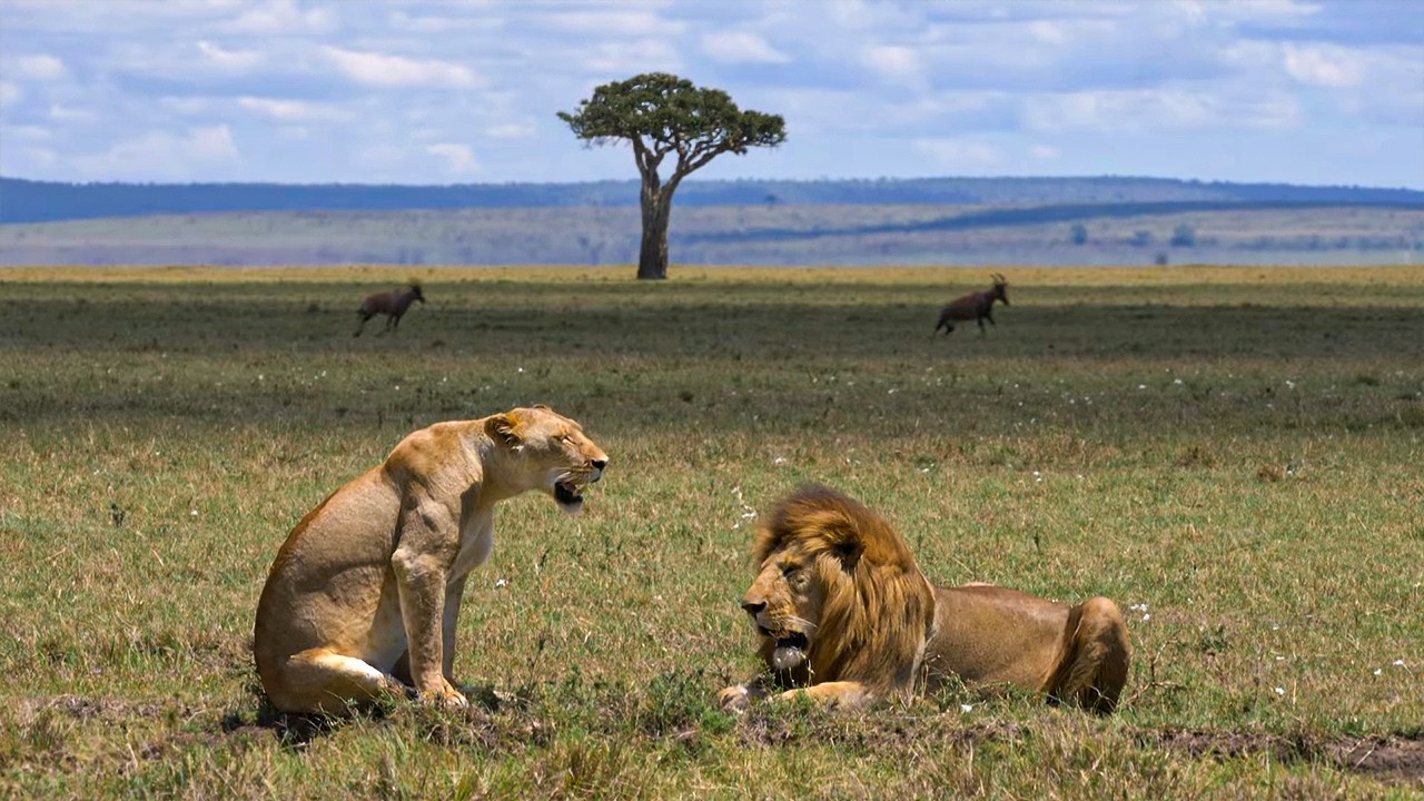 MAASAÏ MARA: КОШАЧИЙ ЗАПОВЕДНИК