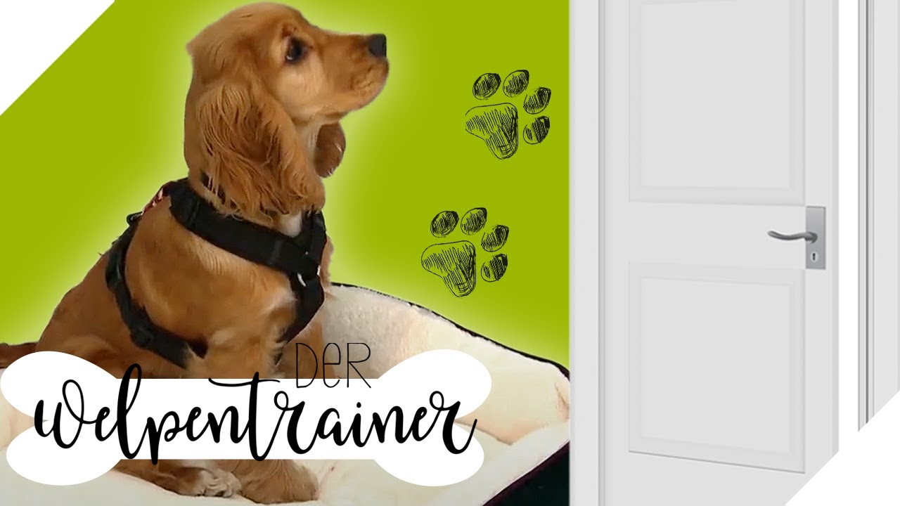 Es klingelt an der Tür 🔔 So bleibt dein Hund entspannt | Der Welpentrainer | sixx