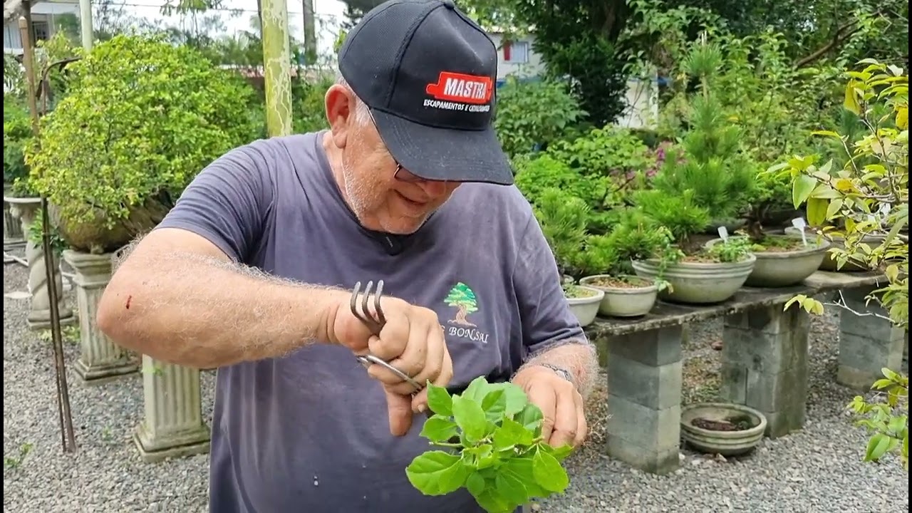 Bougainville de semente