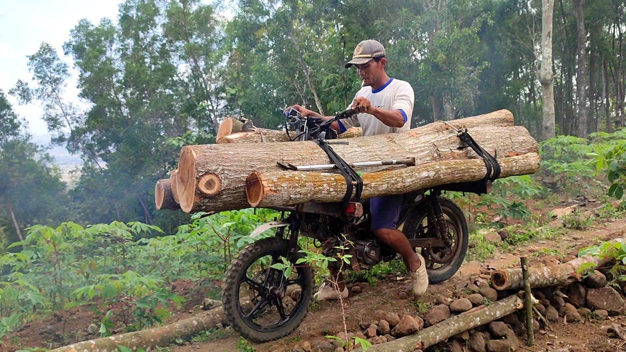 Indonesian wooden motorcycle taxi skills carry lots of logs