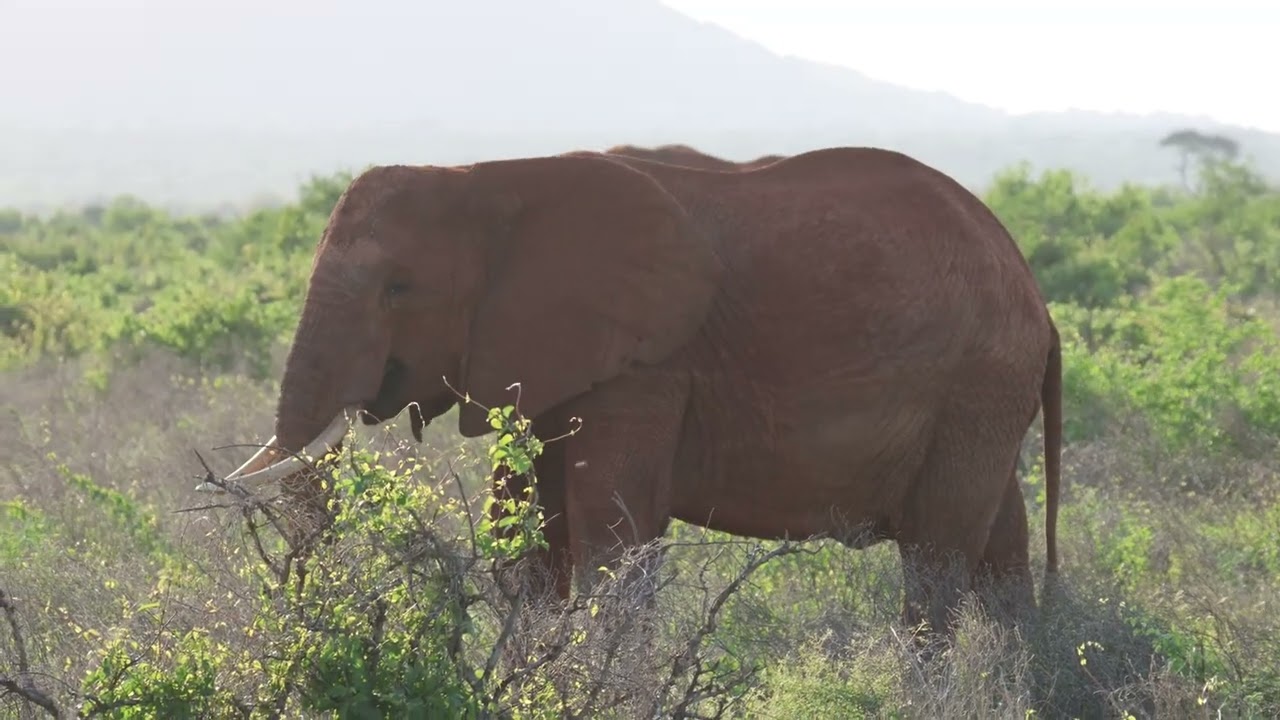 Wild African animals, elephant, giraffe, zebra at Tsavo East NP, Kenya