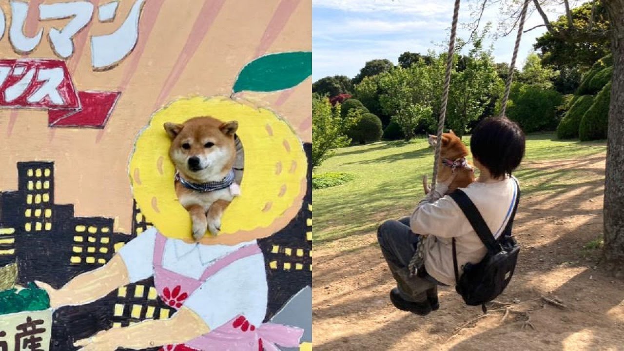 能古島を楽しんだ豆柴犬プリ｜フェリー旅