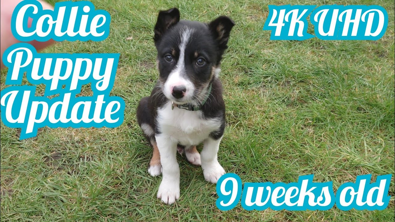 Border Collie Puppy | 9 Weeks Old Training & Playing Update [4K UHD]