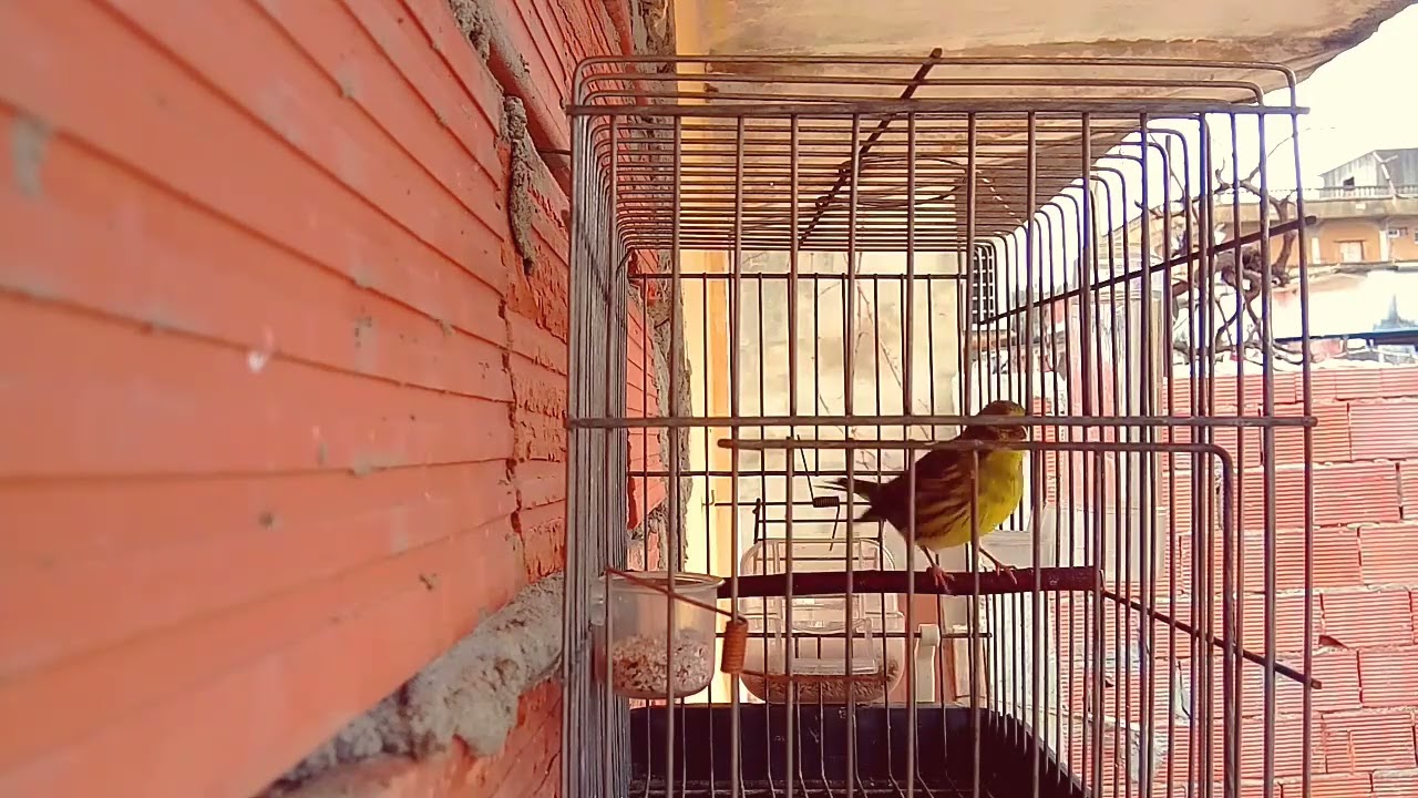 تغريد طائر البسبوس/السمريس/السورا في القفص The song of the Basbous / Samaris / Sora bird in the cage