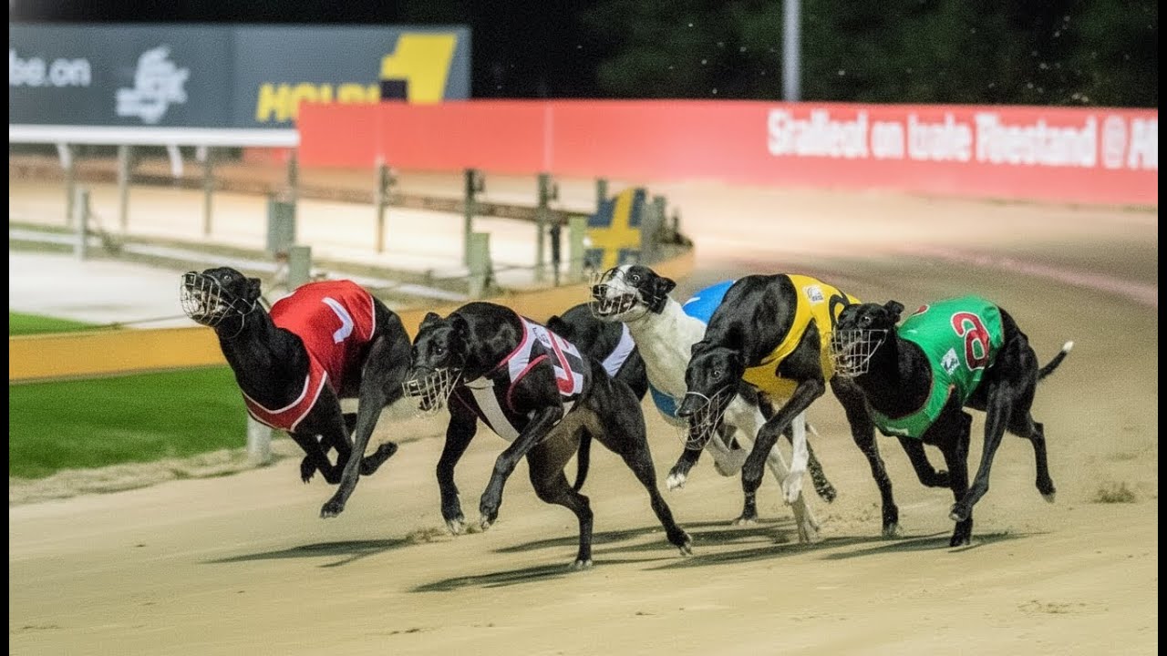 Greyhound Racing Sprint 550 Yards on Track