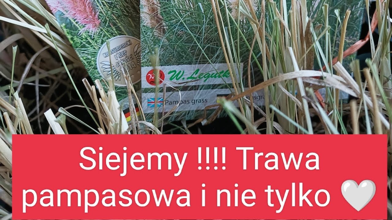 Siejemy !!!! Jak siać trawę pampasową i inne trawy ozdobne. Moje sadzonki traw z zeszłego roku.